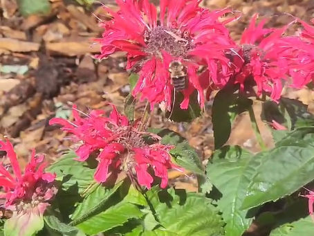 In Bloom